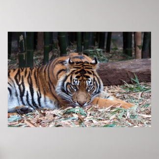 Poster Yeux du tigre