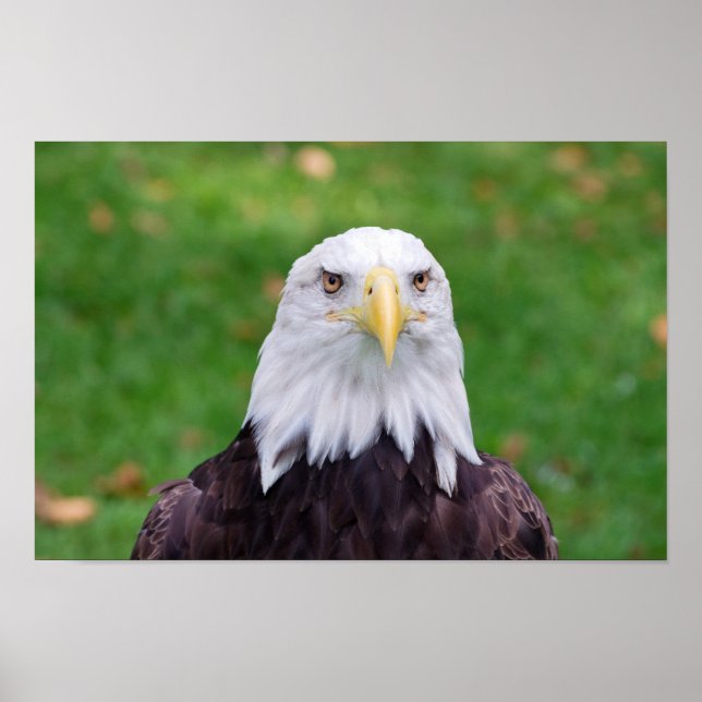 Poster Yeux d'un aigle chauve (Devant)