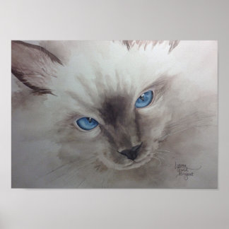 Poster Yeux Ragdoll