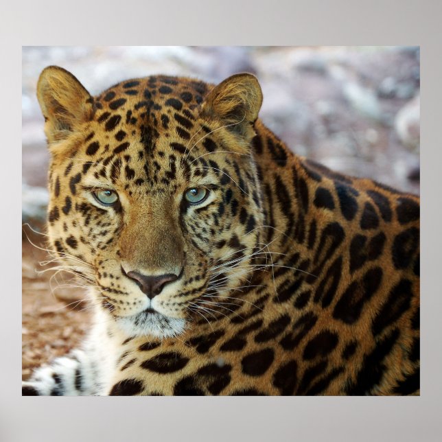 Poster Yeux verts ! (Devant)