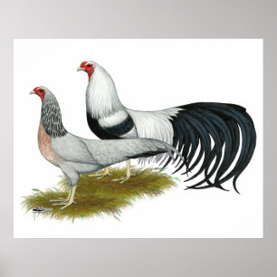 Poster Yokohama : Paire de caniche d'argent