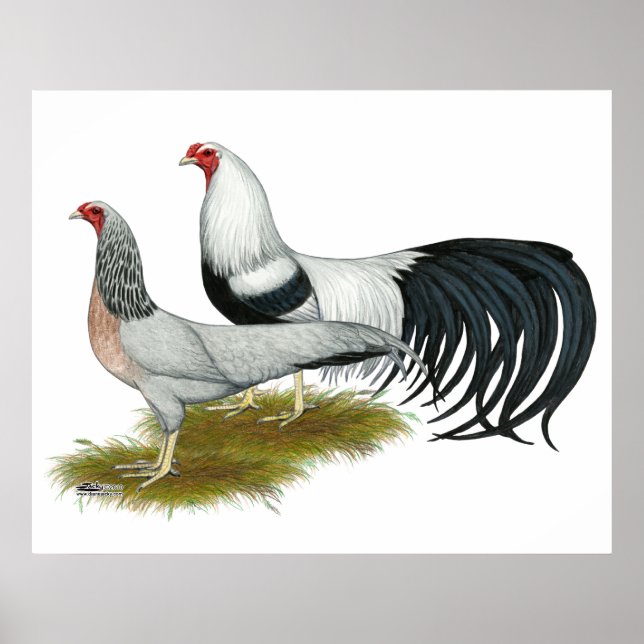 Poster Yokohama : Paire de caniche d'argent (Devant)