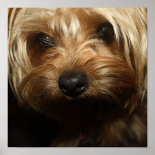 Poster Yorkie
