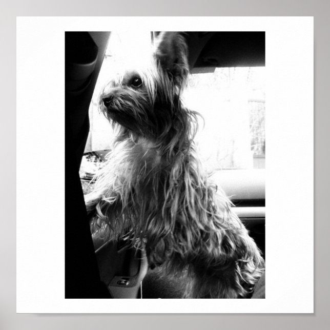 Poster Yorkie (Devant)