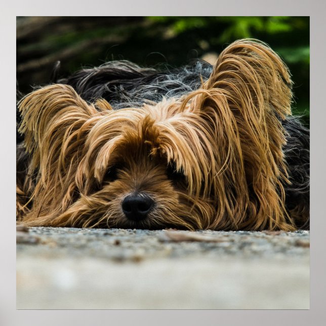 Poster Yorkshire Closeup (Devant)