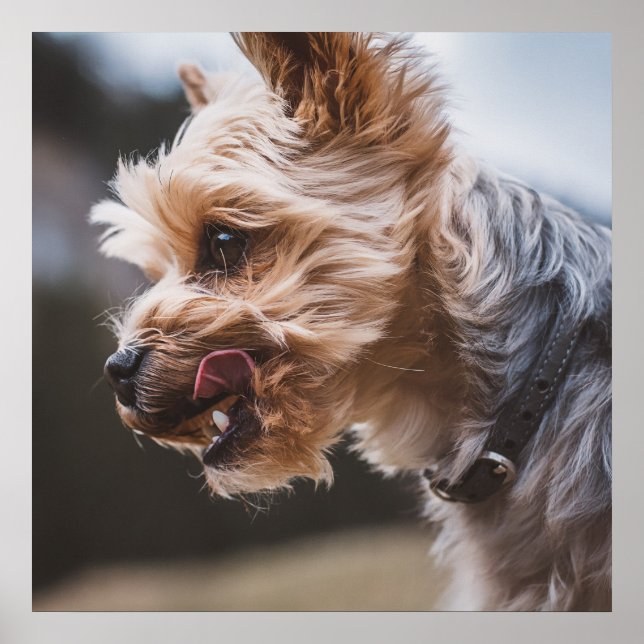 Poster Yorkshire Terrier (Devant)