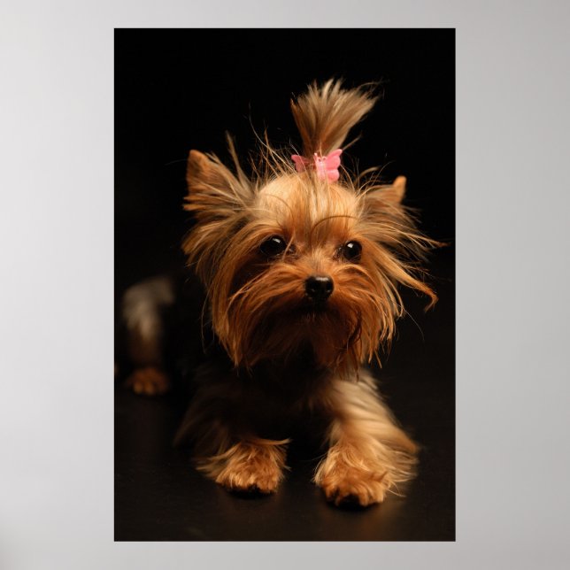 Poster Yorkshire Terrier Portrait (Devant)