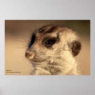 Poster Yossarian - Collection Whiskers Royal