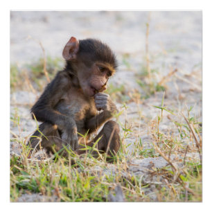 Poster Young Baboon