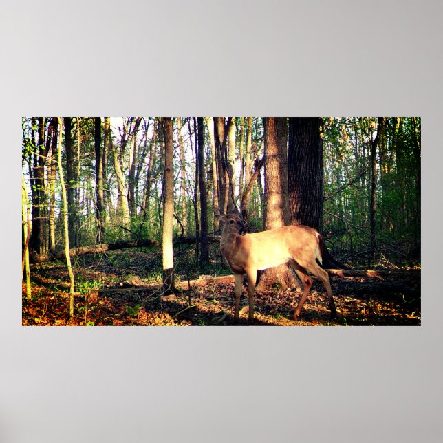Poster Young Buck in the Woods (Devant)