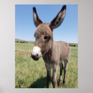 Poster Young Burro, Custer State Park, Dakota du Sud