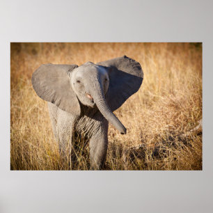 Poster Young Bush Elephant