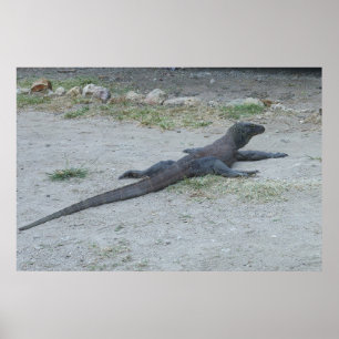 Poster Young Komodo Dragon