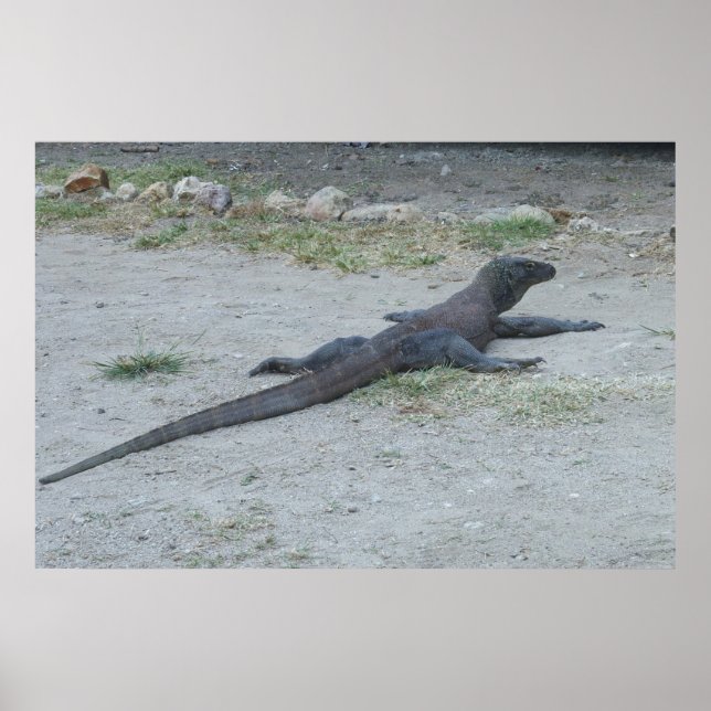Poster Young Komodo Dragon (Devant)