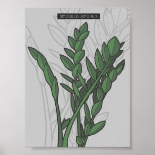 Poster Zamioculcas zamiifolia ZZ Plante