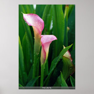 Poster Zantedeschia rose