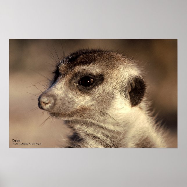 Poster Zaphod - Collection de Whiskers Royaux (Devant)