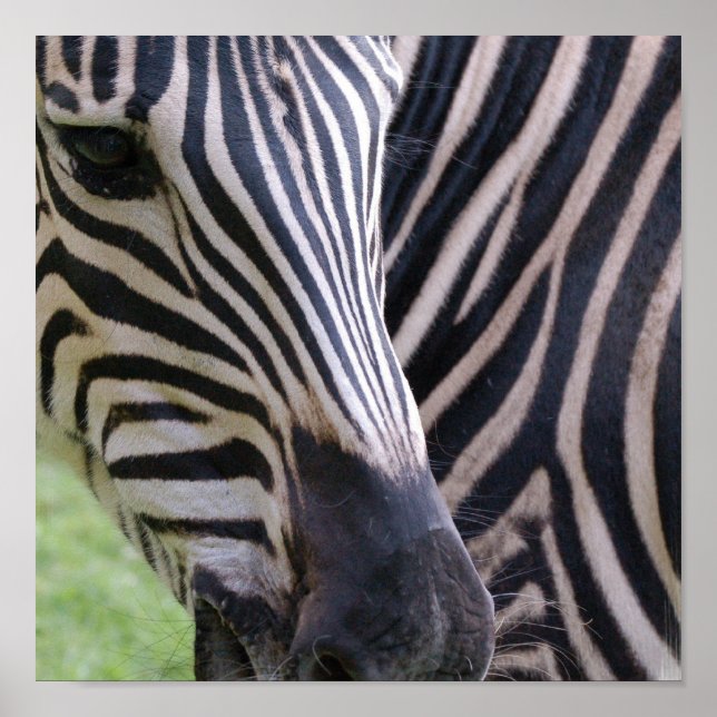 Poster Zebra (Devant)