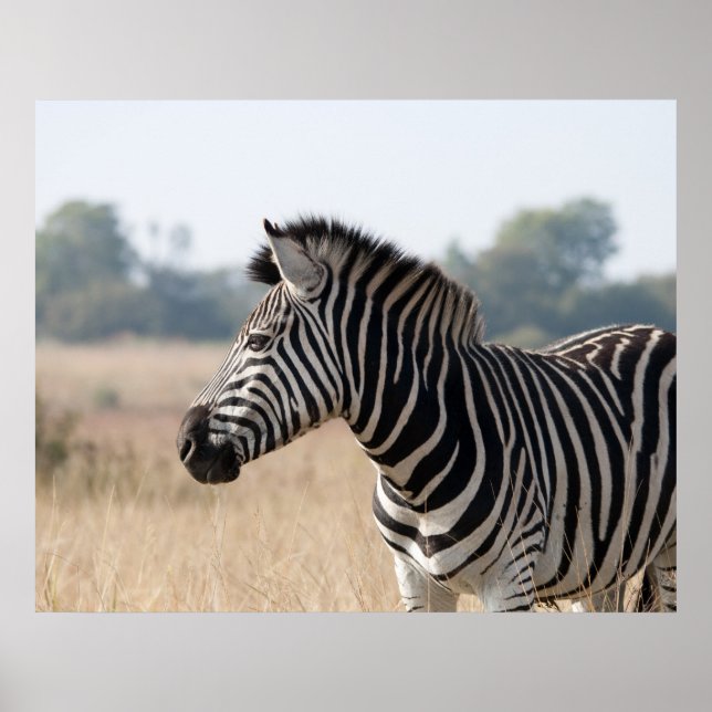 Poster Zebra (Devant)