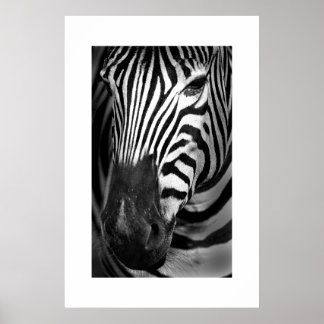 Poster Zebra #1
