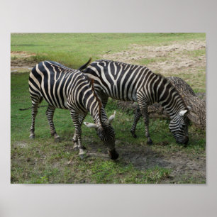Poster Zebra #2