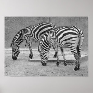 Poster Zebra Buddies