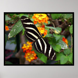 Poster Zebra Butterfly