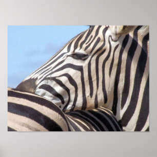 Poster Zebra Canvas Print