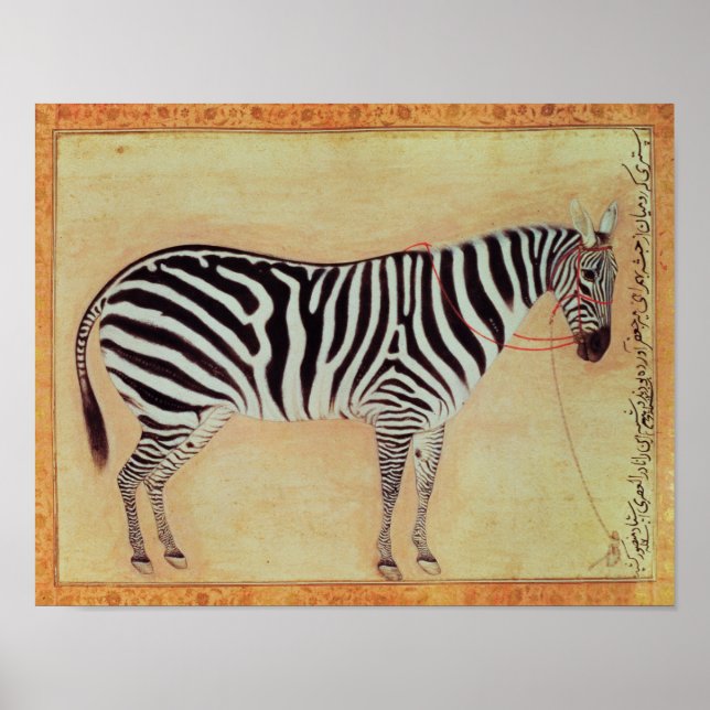 Poster Zebra, de l'"Album Minto", Mughal, 1621, (Devant)