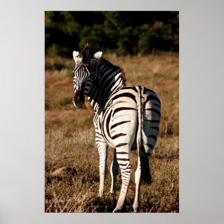 Poster Zebra derrière l'affiche