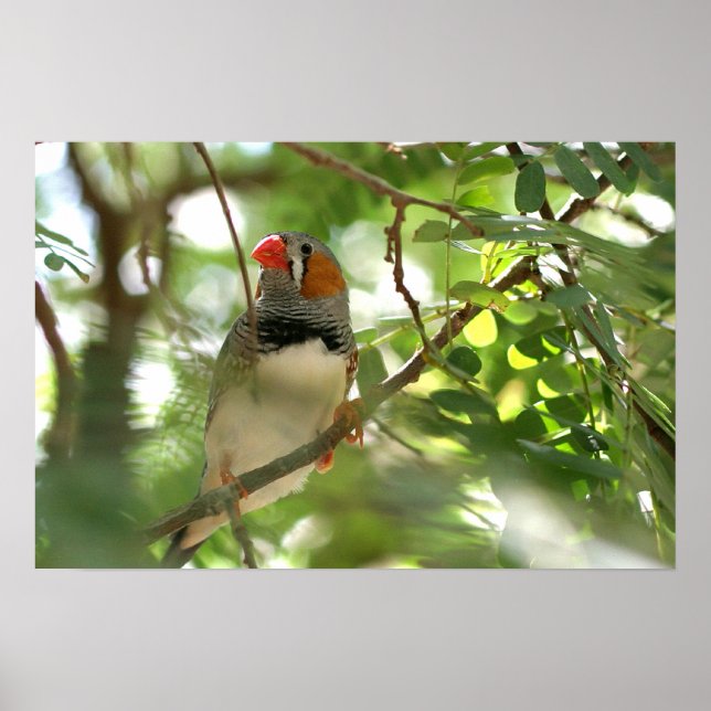 Poster Zebra Finch (Devant)
