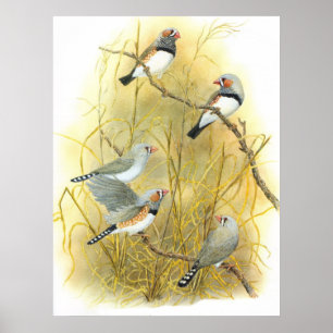 Poster Zebra Finch Group - Taeniopygia guttata