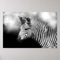 Zebra Foal
