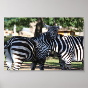 Poster Zebra Friends
