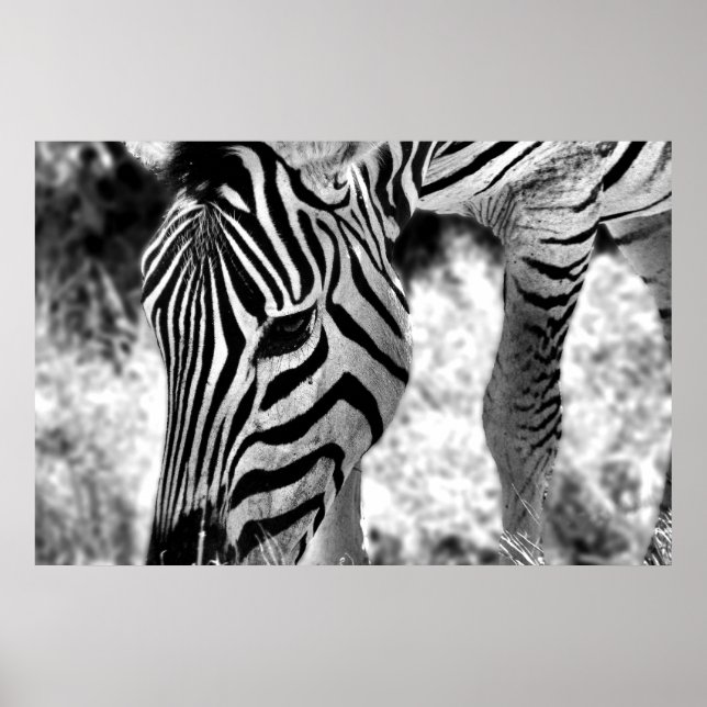 Poster Zebra gros plan (Devant)