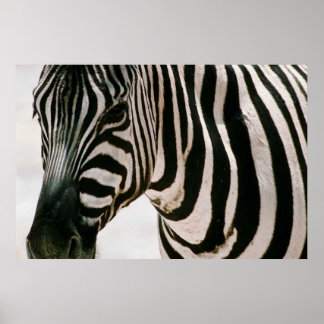 Poster Zebra haut de près & rayé noir et blanc motif