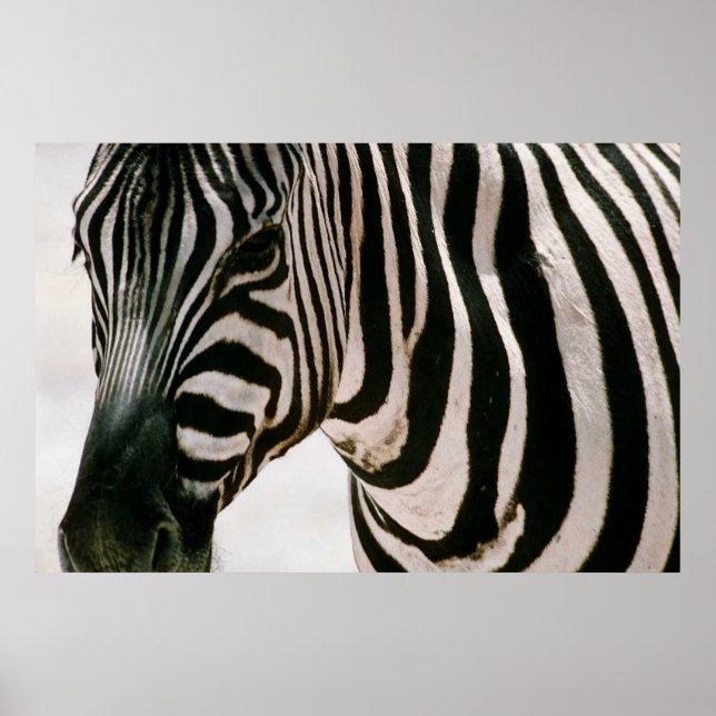 Poster Zebra haut de près & rayé noir et blanc motif (Devant)