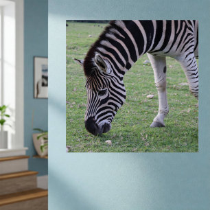 Poster Zebra Head Photographie en rayures noir et blanc