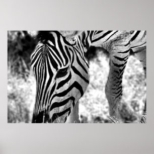Poster Zebra nah