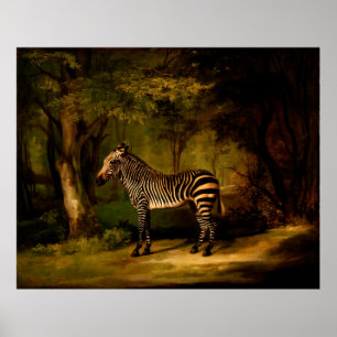 Poster Zebra par George Stubbs (1763)