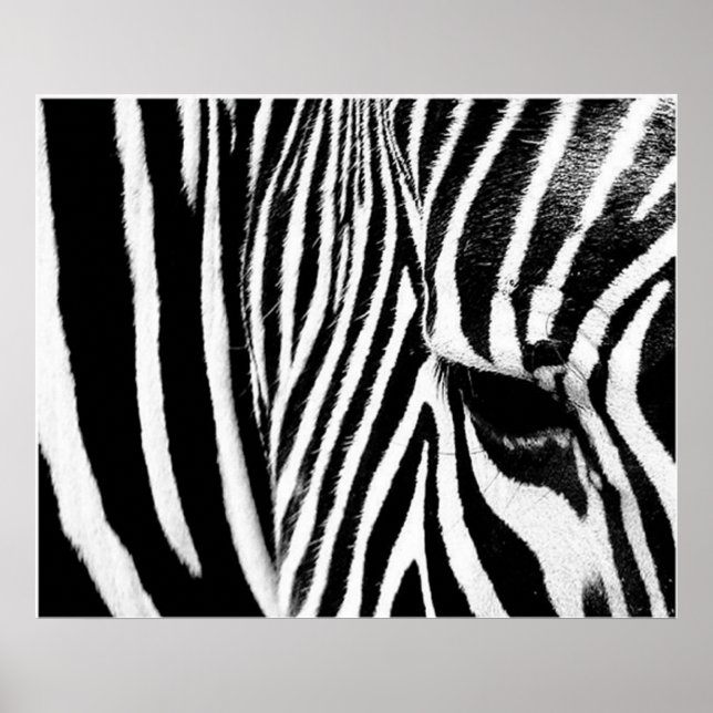 Poster Zebra par tdgallery (Devant)