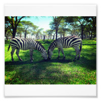 Poster Zebra pour les amoureux de l'Afrique