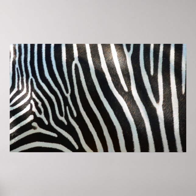 Poster Zebra Stripes (Devant)
