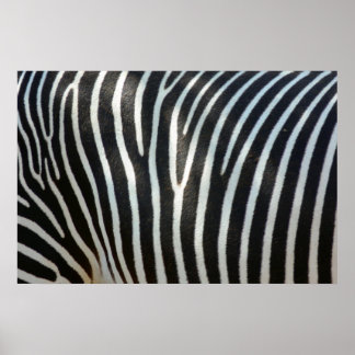 Poster Zebra Stripes 1