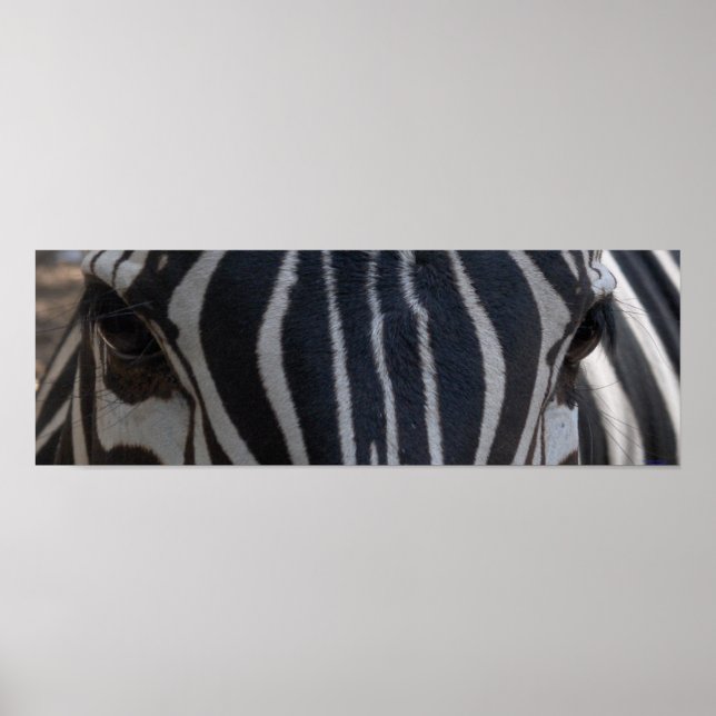 Poster Zebra Zebra sur le mur (Devant)