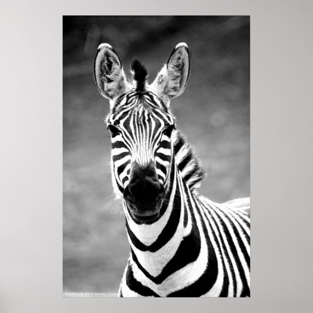 POSTER ZebraPhoto By John A. Sylvester (Vorne)