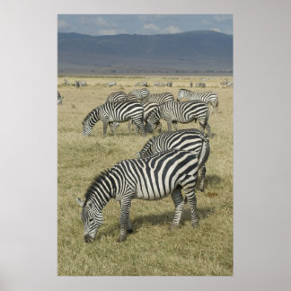 Poster Zebras en Tanzanie