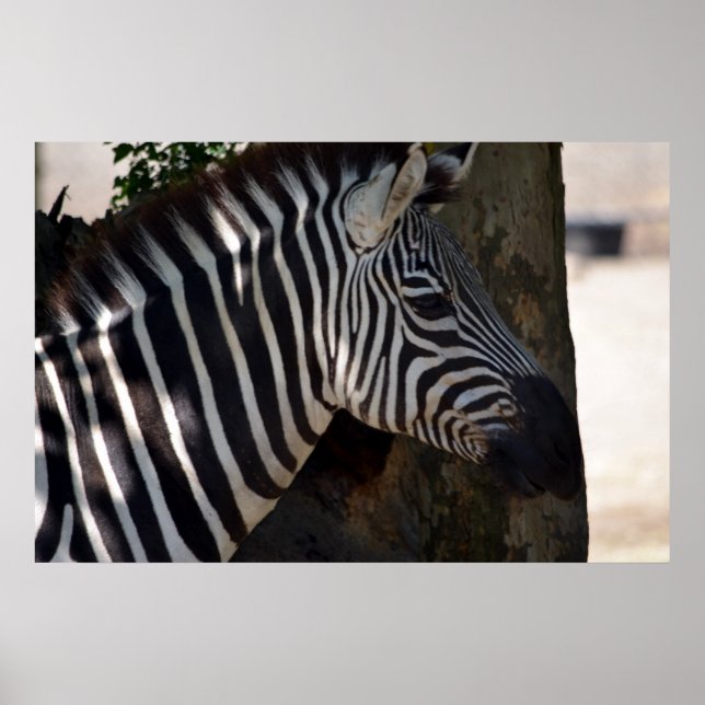 Poster Zèbre d'Afrique (Devant)