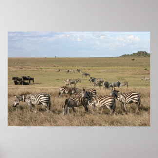 Poster Zèbre dans le Serengeti en Tanzanie