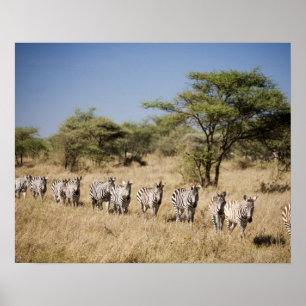 Poster Zèbre de migration, Tanzanie